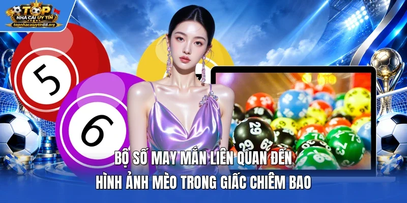 Bộ số may mắn liên quan đến hình ảnh mèo trong giấc chiêm bao